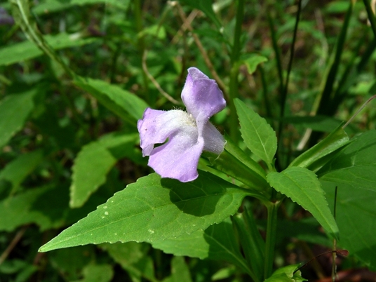 {Mimulus alatus}